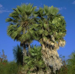 Simon-Glow-Carnauba-Palme